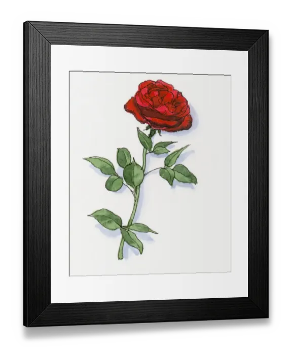 Framed Print : Illustration of Damask Rose (Rosa damascena) grown in Isparta Framed Print : Illustration of Damask Rose (Rosa damascena) grown in Isparta