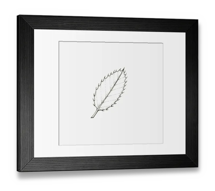 Framed Print : Black and white illustration of Ilex (Holly) leaf with spine-toothed margins Framed Print : Black and white illustration of Ilex (Holly) leaf with spine-toothed margins