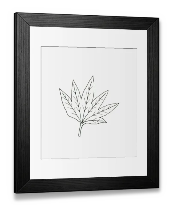 Framed Print : Black and white illustration fan-shaped Hedera (Ivy) leaf