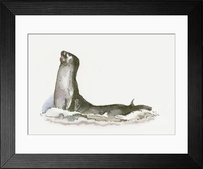 Framed Print : Illustration of Mediterranean Monk Seal (Monachus monachus) Framed Print : Illustration of Mediterranean Monk Seal (Monachus monachus)