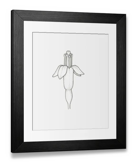 Framed Print : Black and White Illustration of upright form Fuchsia procumbens flower head