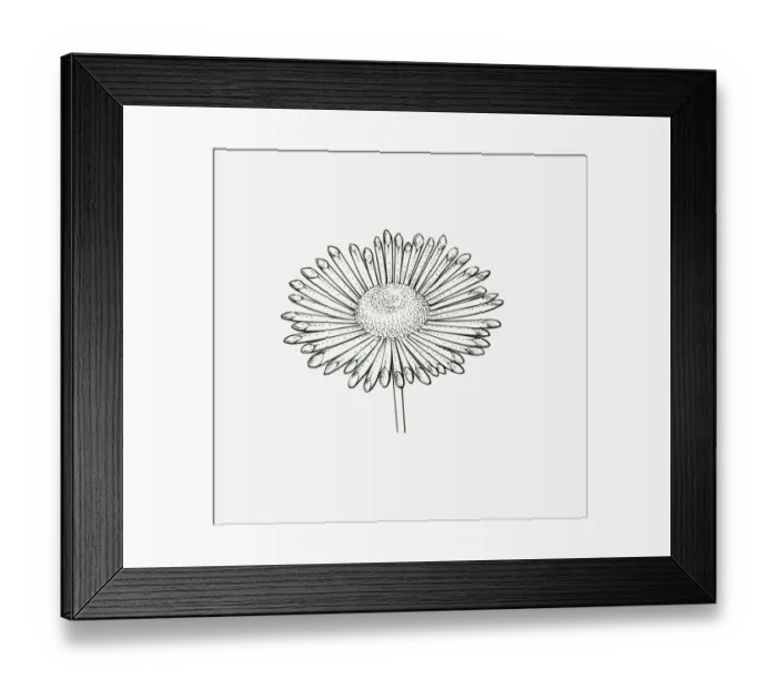 Framed Print : Black and White Illustration quill-shaped Chrysanthemum flower head Framed Print : Black and White Illustration quill-shaped Chrysanthemum flower head