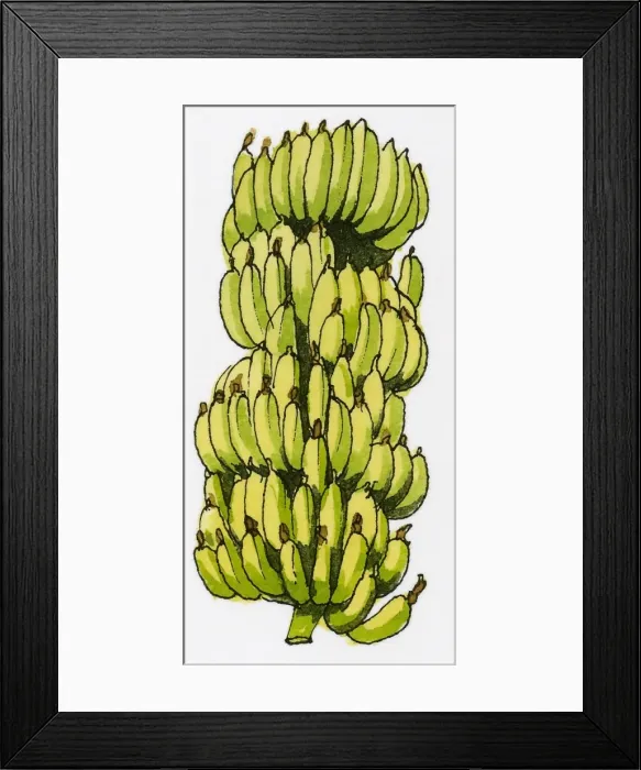 Framed Print : Illustration of clusters of fresh bananas grown in Turkey Framed Print : Illustration of clusters of fresh bananas grown in Turkey