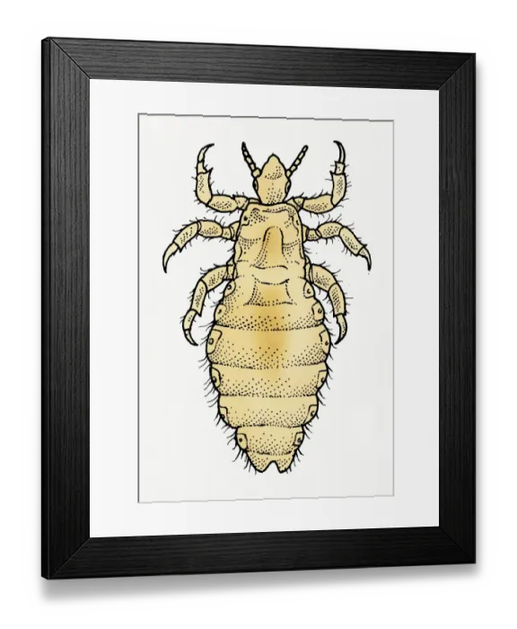 Framed Print : Illustration of dorsal view of male Body Louse (Pediculus humanus var. corporis) Framed Print : Illustration of dorsal view of male Body Louse (Pediculus humanus var. corporis)