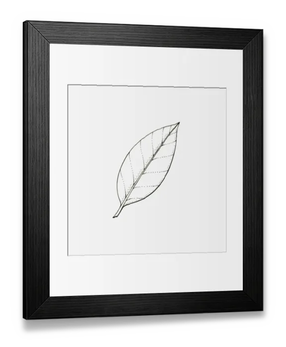 Framed Print : Black and white illustration of Ilex (Holly) leaf with entire margins