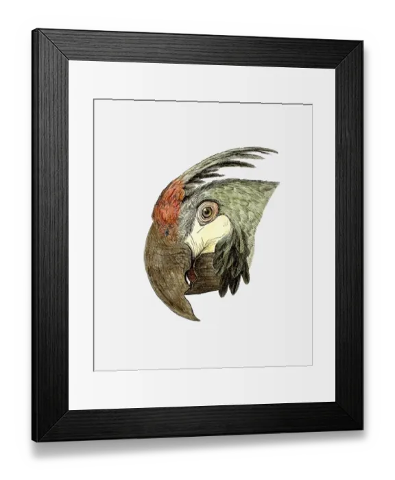 Framed Print : Illustration of Green-winged Macaw (Ara chloroptera), profile Framed Print : Illustration of Green-winged Macaw (Ara chloroptera), profile