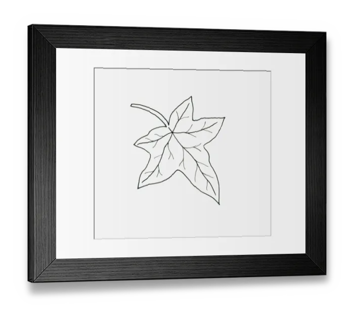 Framed Print : Black and white illustration of palmate Hedera (Ivy) leaf