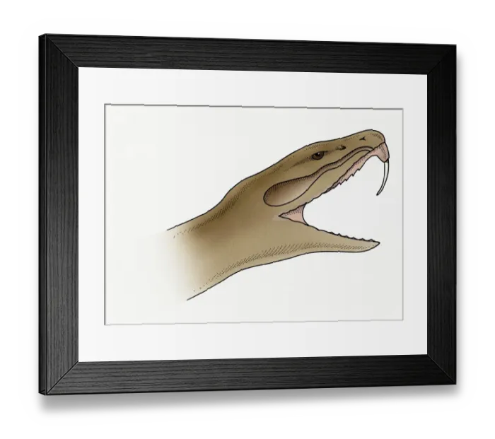 Framed Print : Illustration of snake showing needle-sharp, recurved tooth Framed Print : Illustration of snake showing needle-sharp, recurved tooth