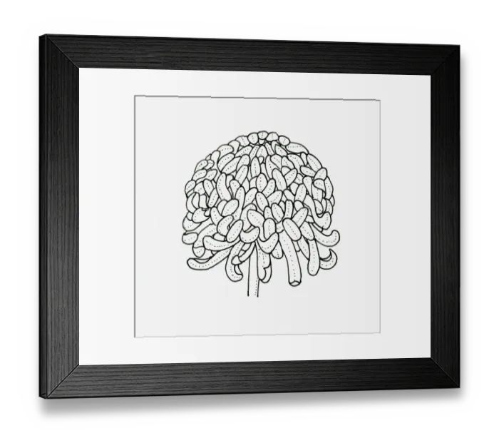 Framed Print : Black and white illustration of irregular incurve Chrysanthemum flower head Framed Print : Black and white illustration of irregular incurve Chrysanthemum flower head