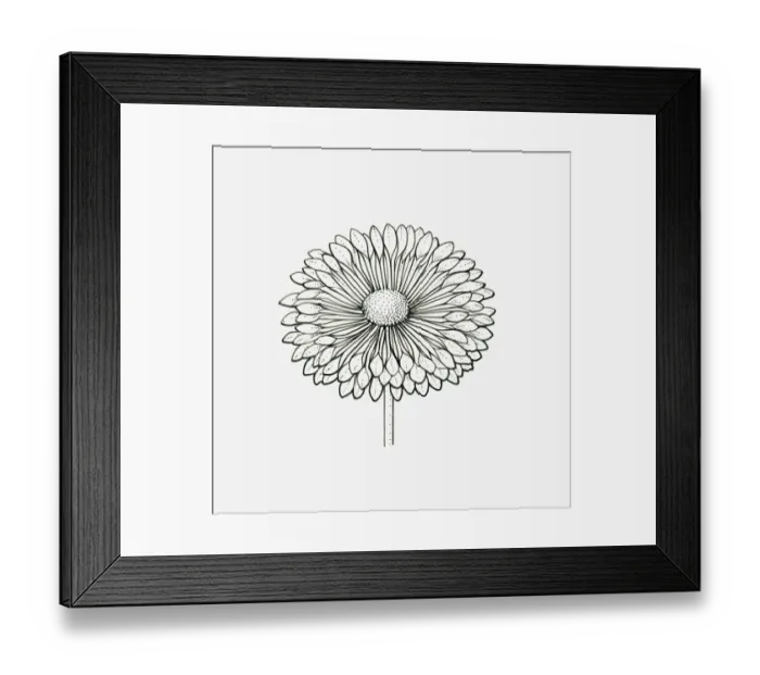 Framed Print : Black and White Illustration of spoon-shaped Chrysanthemum flower head Framed Print : Black and White Illustration of spoon-shaped Chrysanthemum flower head