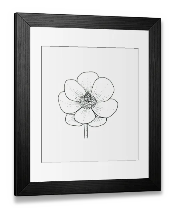 Framed Print : Black and white illustration of saucer-shaped Magnolia flower head Framed Print : Black and white illustration of saucer-shaped Magnolia flower head