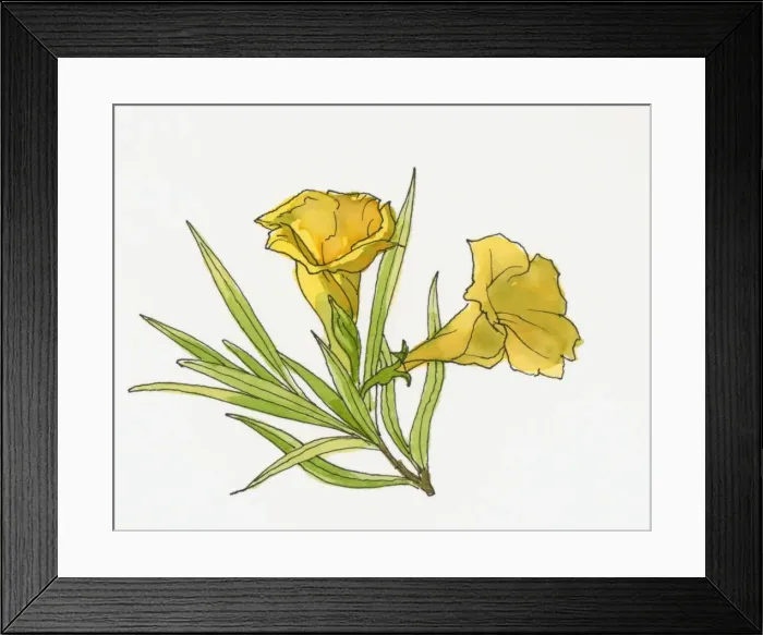 Framed Print : Illustration of Saffron Crocus, Usak Framed Print : Illustration of Saffron Crocus, Usak