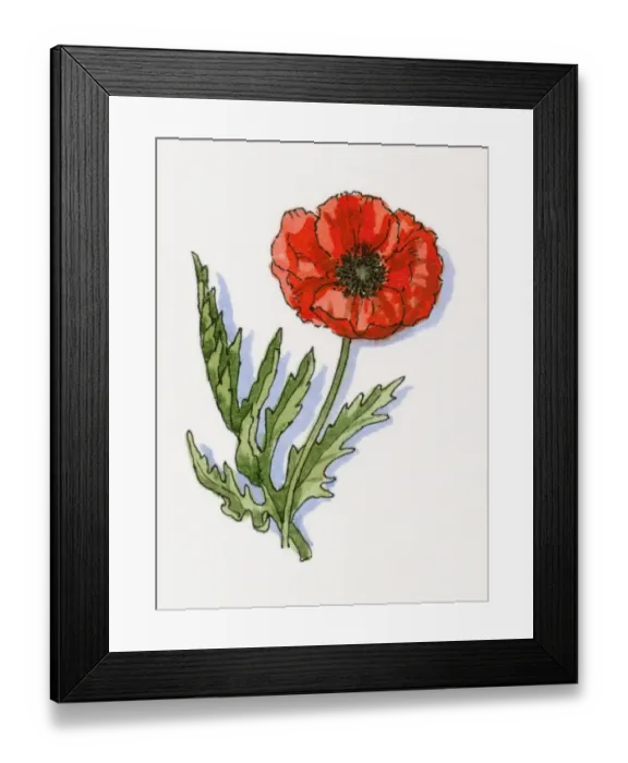 Framed Print : Illustration of Papaver rhoeas (Poppy) Framed Print : Illustration of Papaver rhoeas (Poppy)