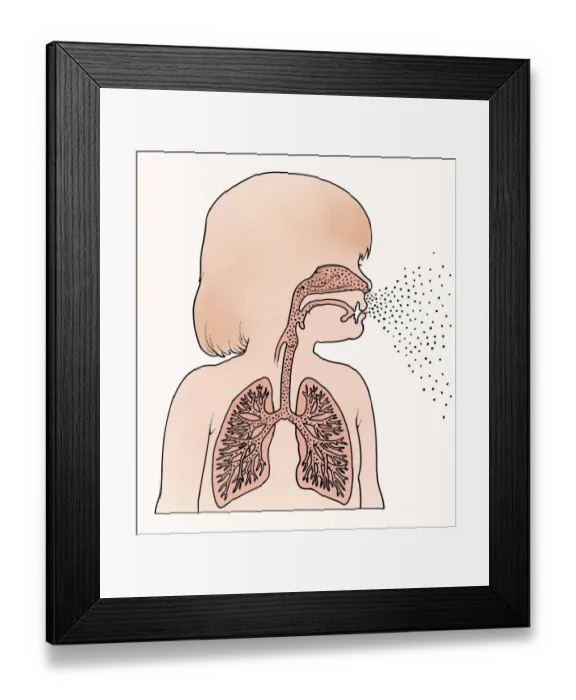 Framed Print : Cross section illustration of child in profile showing lungs and trachea, exhaling breath from mouth and nose