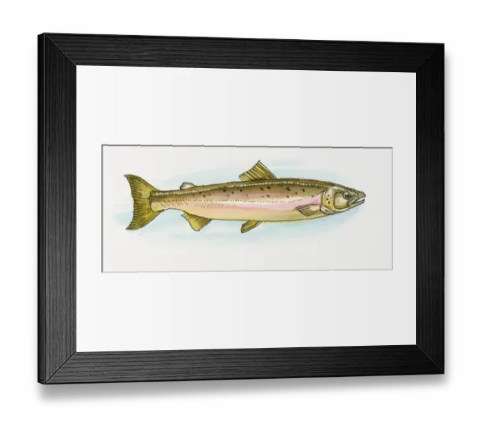 Framed Print : Illustration of European Pilchard (Sardina pilchardus), also known as Hamsi in Black Sea region