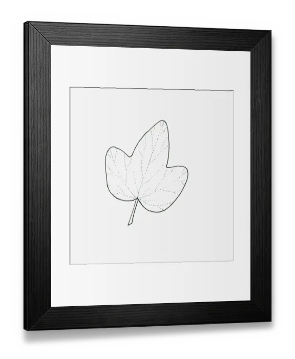 Framed Print : Black and white illustration of 3-lobed Hedera (Ivy) leaf Framed Print : Black and white illustration of 3-lobed Hedera (Ivy) leaf