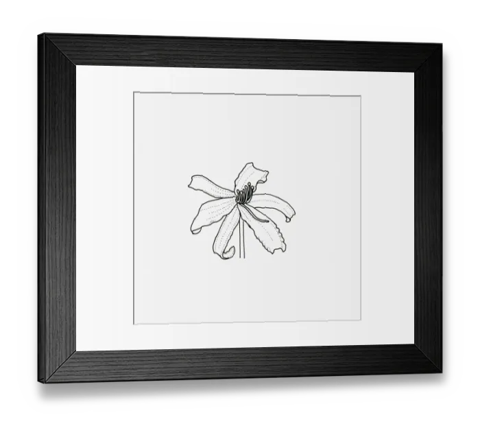 Framed Print : Black and White Illustration of spider-like Hemerocallis flower head Framed Print : Black and White Illustration of spider-like Hemerocallis flower head