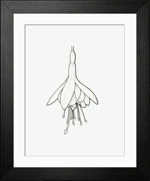 Framed Print : Black and White Illustration of semi-double Fuchsia flower head Framed Print : Black and White Illustration of semi-double Fuchsia flower head