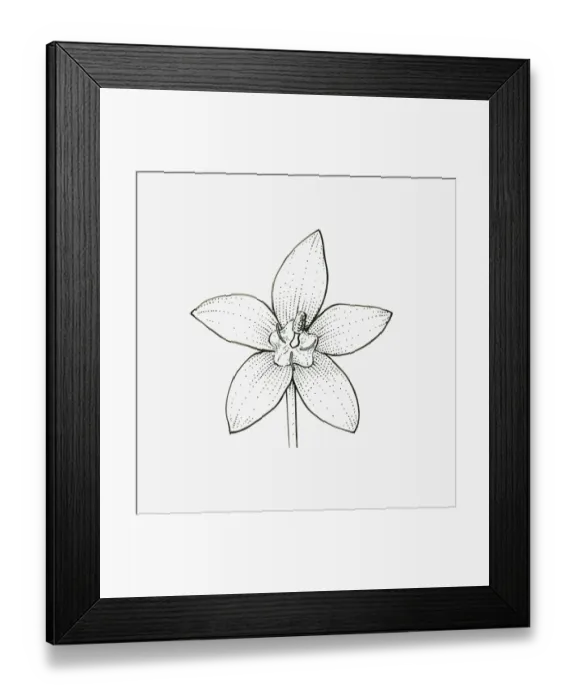 Framed Print : Black and white illustration of star-shaped Campanula flower head Framed Print : Black and white illustration of star-shaped Campanula flower head