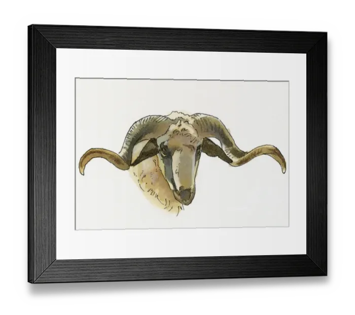 Framed Print : Illustration of Mouflon (Ovis orientalis orientalis), wild sheep ram found in Anatolia