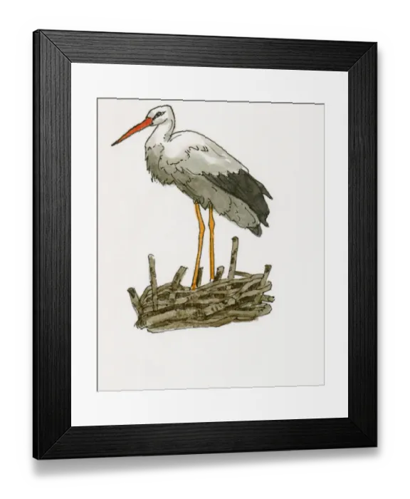Framed Print : Illustration of White Stork (Ciconia ciconia) standing on nest near Feke Framed Print : Illustration of White Stork (Ciconia ciconia) standing on nest near Feke