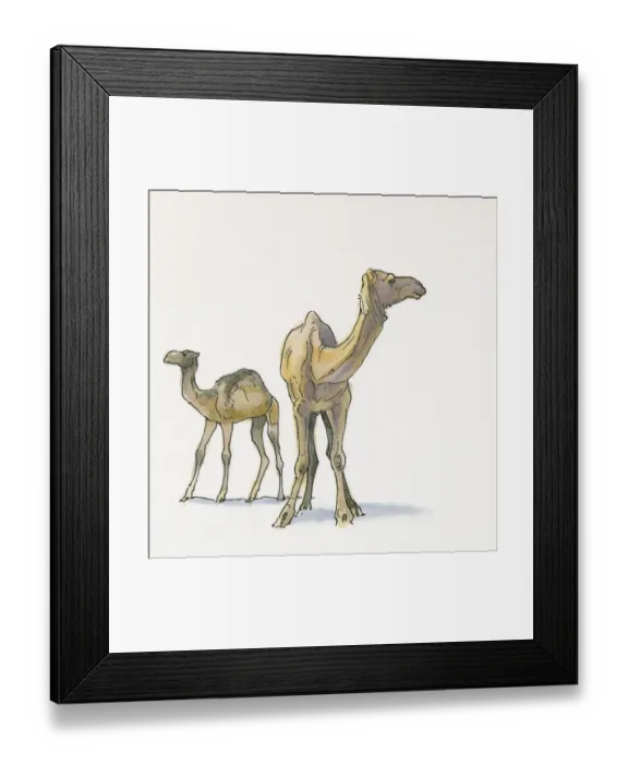 Framed Print : Illustration of Dromedary Camels (Camelus dromedarius), from Black Sea coast Framed Print : Illustration of Dromedary Camels (Camelus dromedarius), from Black Sea coast