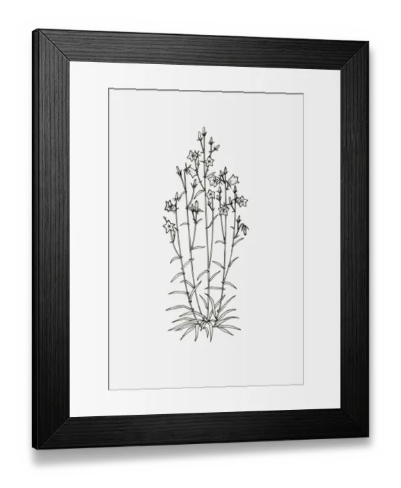 Framed Print : Black and white illustration of a Campanula with upright habit Framed Print : Black and white illustration of a Campanula with upright habit