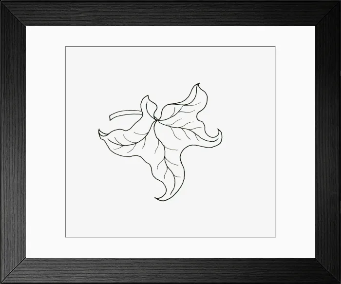 Framed Print : Black and white illustration of curly form Hedera (Ivy) leaf Framed Print : Black and white illustration of curly form Hedera (Ivy) leaf
