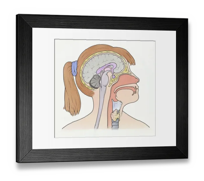 Framed Print : Illustration showing connection of thyroid gland and pituitary gland to brain of pre-adolescent girl Framed Print : Illustration showing connection of thyroid gland and pituitary gland to brain of pre-adolescent girl