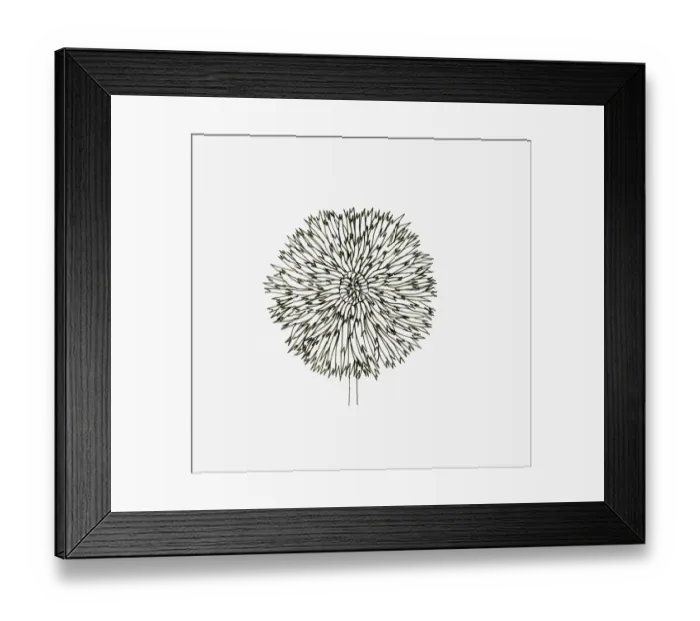 Framed Print : Black and White Illustration of cactus Dahlia flower head Framed Print : Black and White Illustration of cactus Dahlia flower head