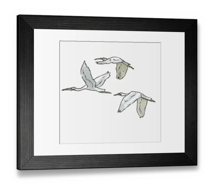 Framed Print : Illustration of three Herons in flight Framed Print : Illustration of three Herons in flight