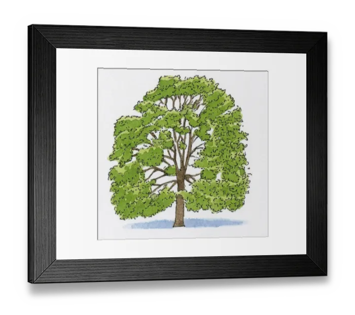 Framed Print : Illustration of Quercus cerris (Turkey Oak) Framed Print : Illustration of Quercus cerris (Turkey Oak)