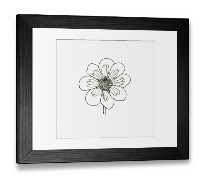 Framed Print : Black and White Illustration of collerette form Dahlia flower head Framed Print : Black and White Illustration of collerette form Dahlia flower head