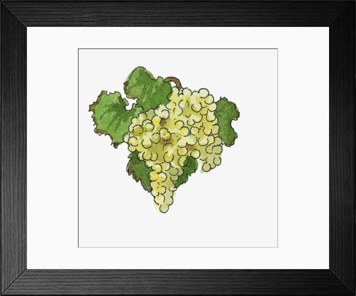 Framed Print : Illustration of white grapes Framed Print : Illustration of white grapes