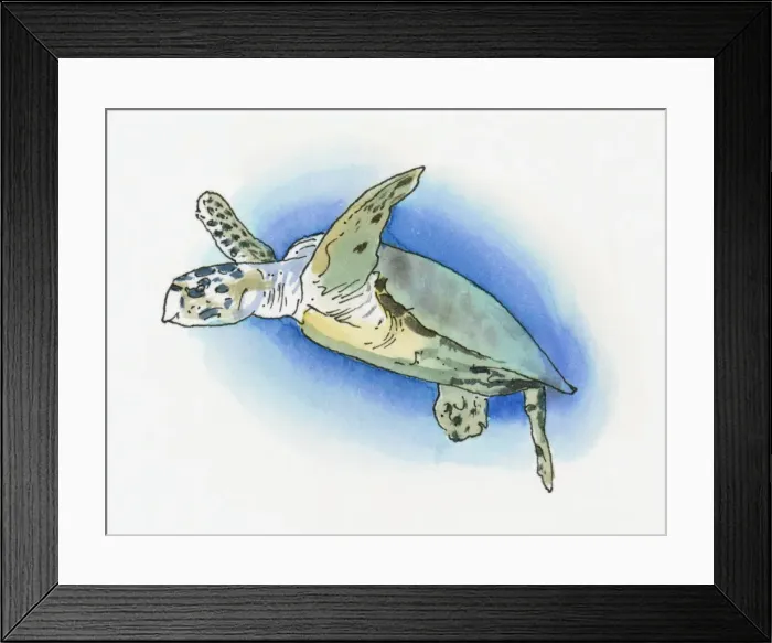 Framed Print : Illustration of Green Turtle (Chelonia mydas) found on western Mediterranean coast