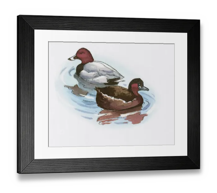 Framed Print : Illustration of male and female Common Pochard (Aythya ferina) ducks on Lake Burdur Framed Print : Illustration of male and female Common Pochard (Aythya ferina) ducks on Lake Burdur