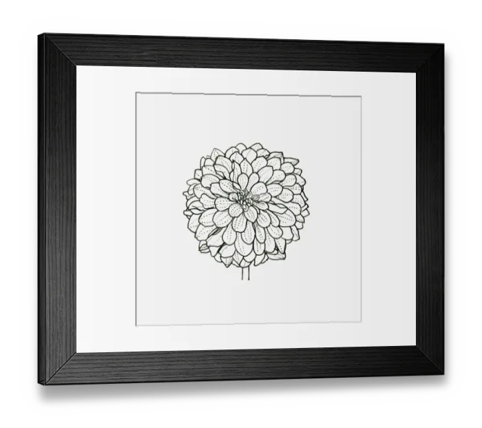 Framed Print : Black and white illustration of decorative form Dahlia flower head Framed Print : Black and white illustration of decorative form Dahlia flower head