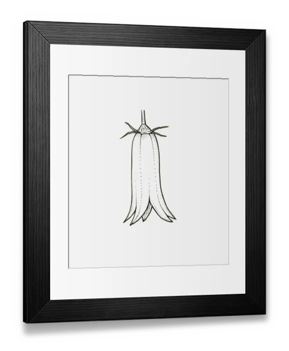 Framed Print : Black and White Illustration of tubular Campanula flower head Framed Print : Black and White Illustration of tubular Campanula flower head