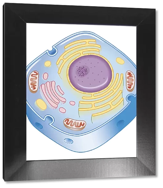 Illustration of cell nucleus containing cell cytoplasm, mitochondria units, DNA, and chromosome