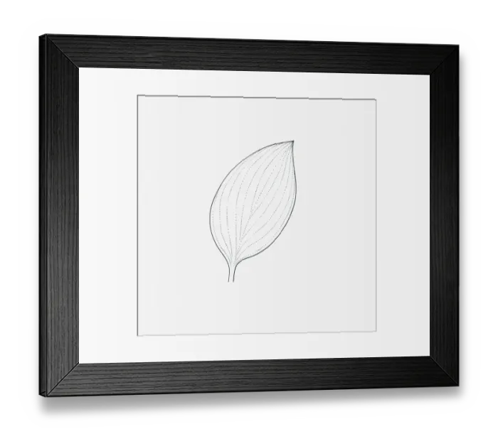 Framed Print : Black and white illustration of ovate form Hosta leaf Framed Print : Black and white illustration of ovate form Hosta leaf