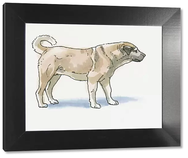 Illustration of Sivas Kangal Dog (Canis lupus familiaris), the national breed of Turkey