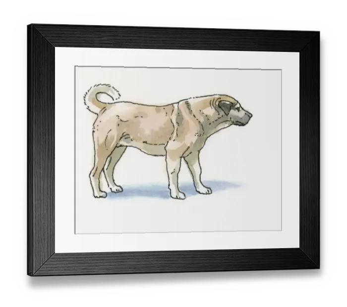 Framed Print : Illustration of Sivas Kangal Dog (Canis lupus familiaris), the national breed of Turkey Framed Print : Illustration of Sivas Kangal Dog (Canis lupus familiaris), the national breed of Turkey