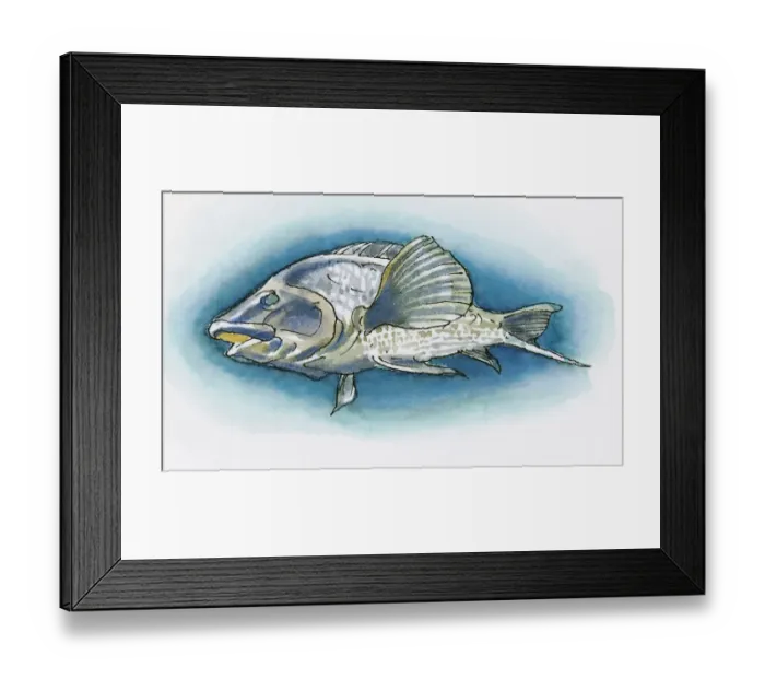 Framed Print : Illustration of White Grouper (Epinephelus aeneus) found in Black Sea region of Turkey Framed Print : Illustration of White Grouper (Epinephelus aeneus) found in Black Sea region of Turkey