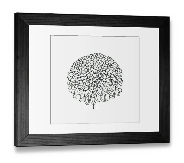 Framed Print : Black and white illustration pompon Chrysanthemum flower head Framed Print : Black and white illustration pompon Chrysanthemum flower head