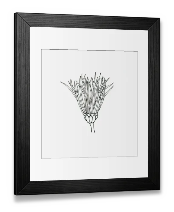 Framed Print : Black and white illustration of thistle Chrysanthemum flower head Framed Print : Black and white illustration of thistle Chrysanthemum flower head