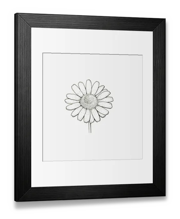 Framed Print : Black and White Illustration of single form Chrysanthemum flower head