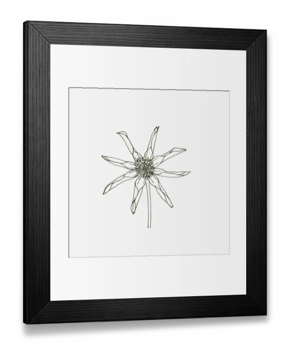 Framed Print : Black and White Illustration of star or single orchid Dahlia flower head Framed Print : Black and White Illustration of star or single orchid Dahlia flower head