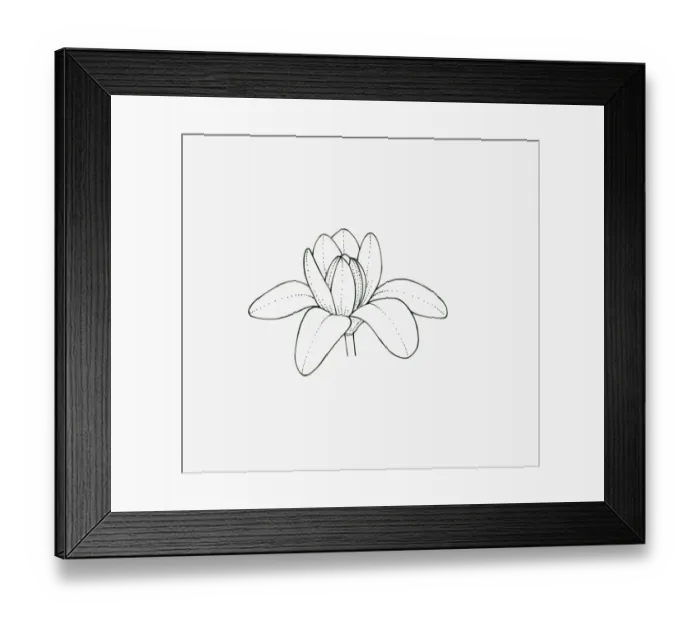 Framed Print : Black and white illustration of cup-and-saucer shaped Magnolia flower head Framed Print : Black and white illustration of cup-and-saucer shaped Magnolia flower head