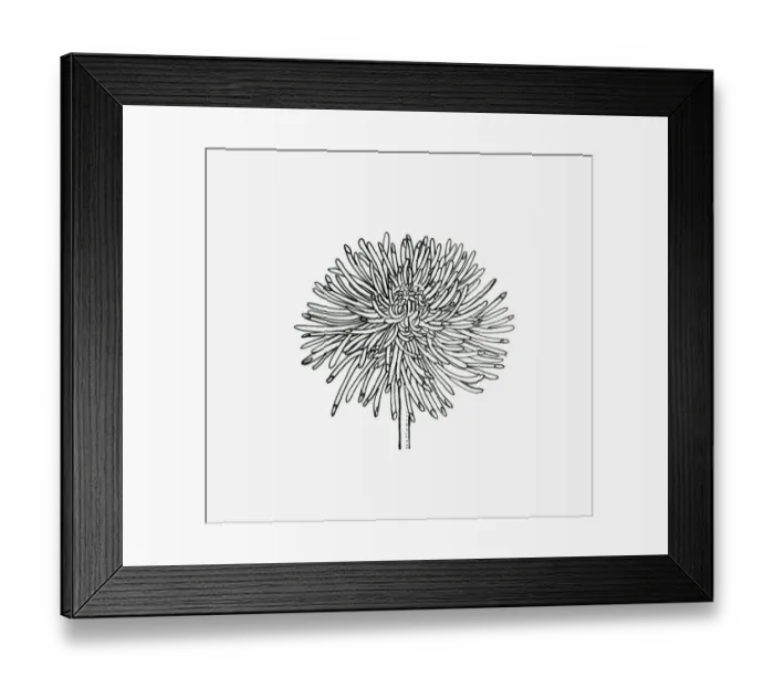 Framed Print : Black and white illustration of quill Chrysanthemum flower head Framed Print : Black and white illustration of quill Chrysanthemum flower head
