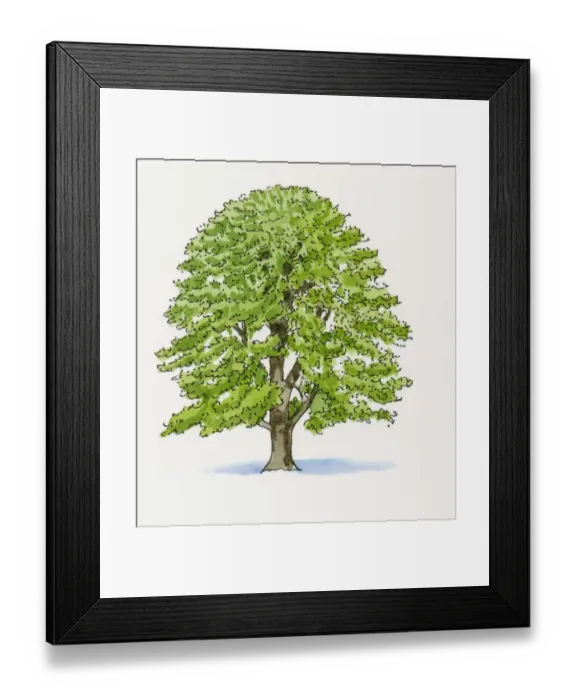 Framed Print : Illustration of Quercus cerris (Turkey Oak) Framed Print : Illustration of Quercus cerris (Turkey Oak)